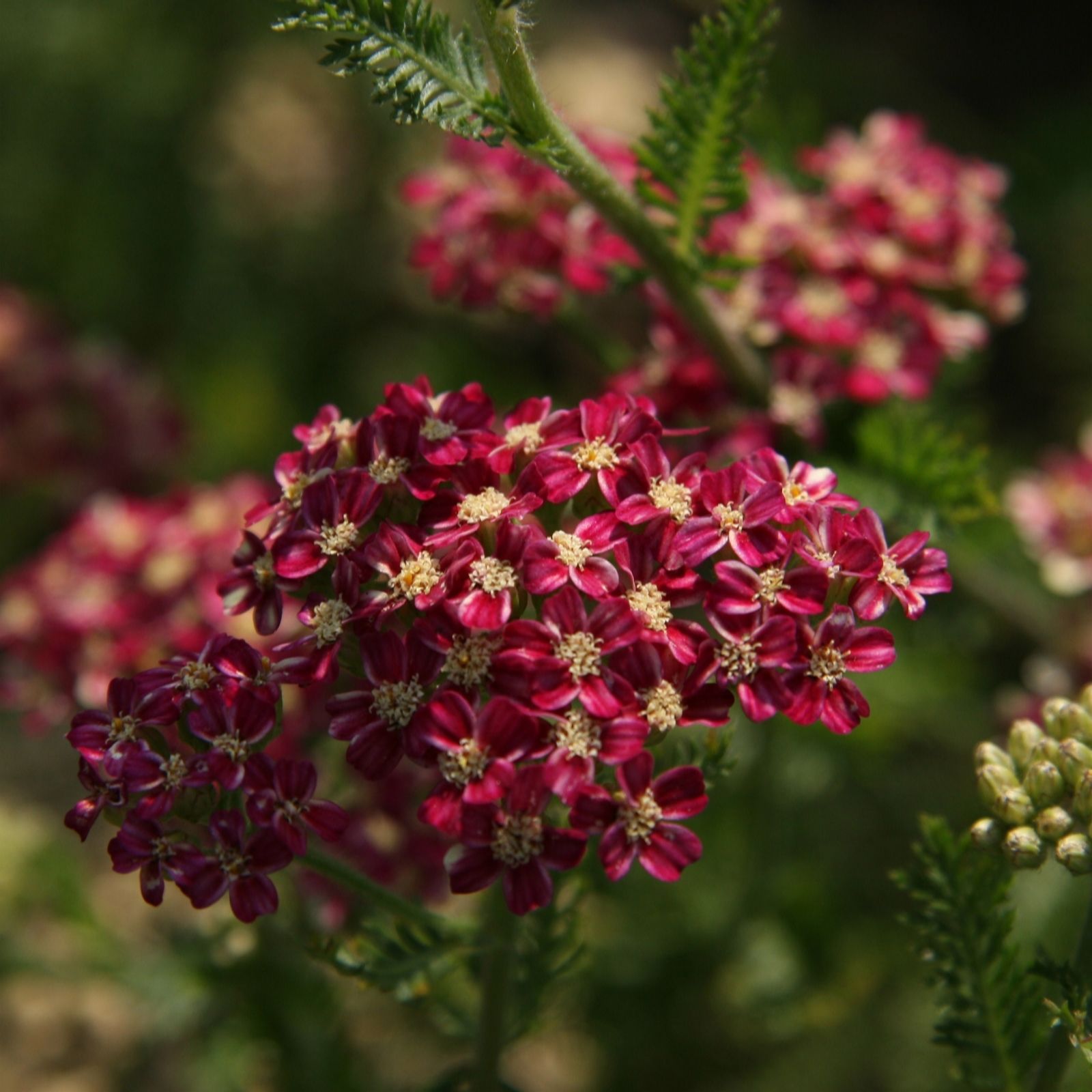 Plants2Gardens Achillea Collection 6 x 6cm