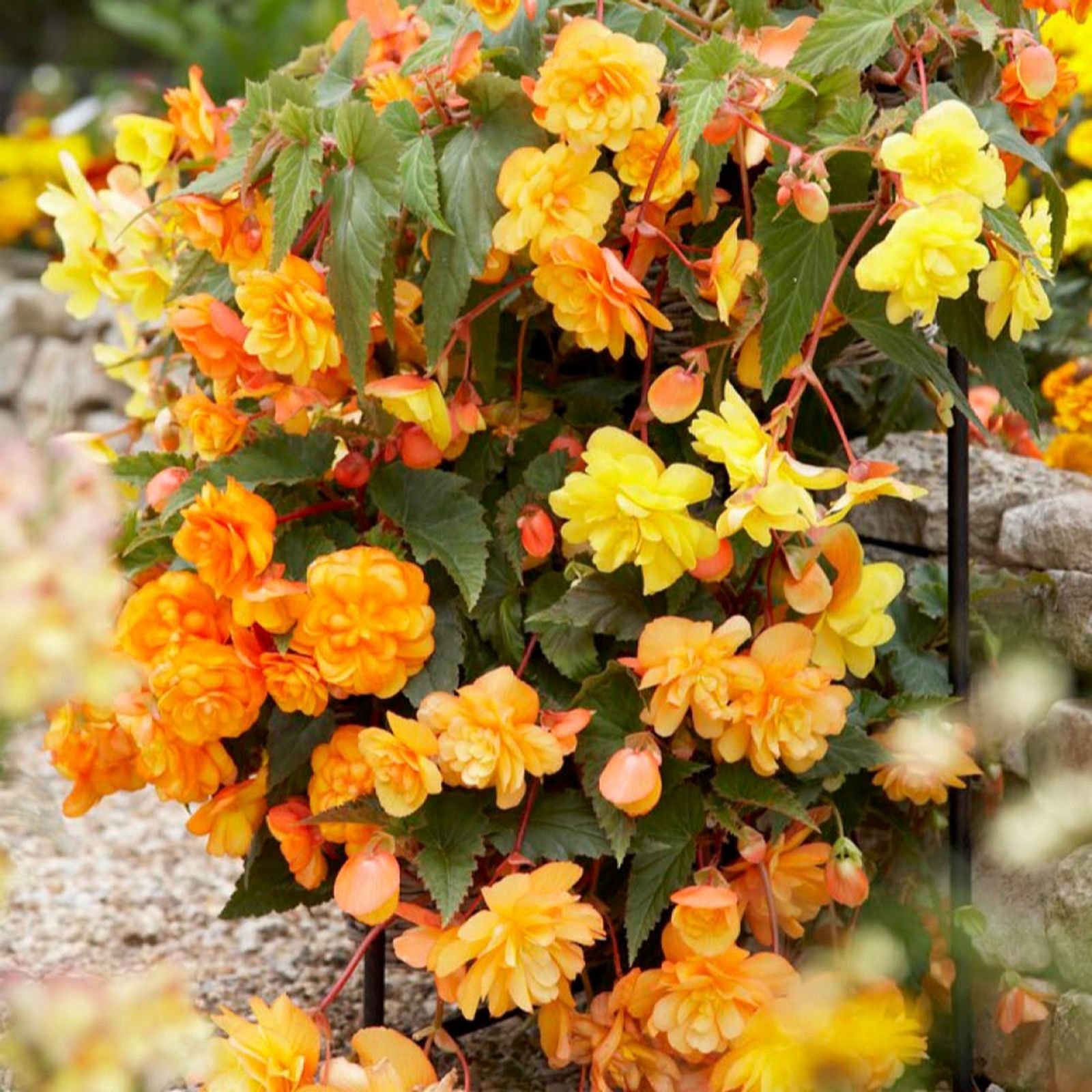 YouGarden Begonia 'Apricot Fiery Shades' plug plants x12