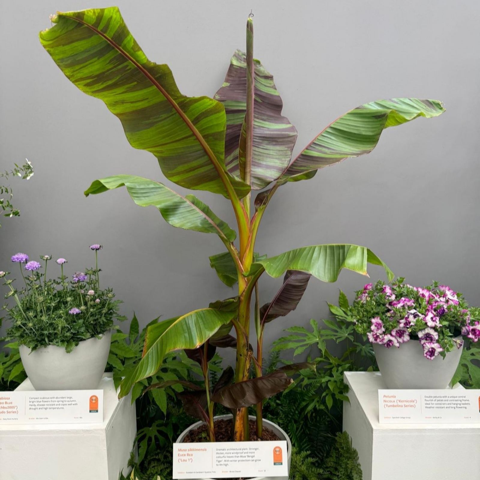 Thompson & Morgan Musa Ever Red Hardy Banana 9cm Pot x 2 (Hardy Banana)