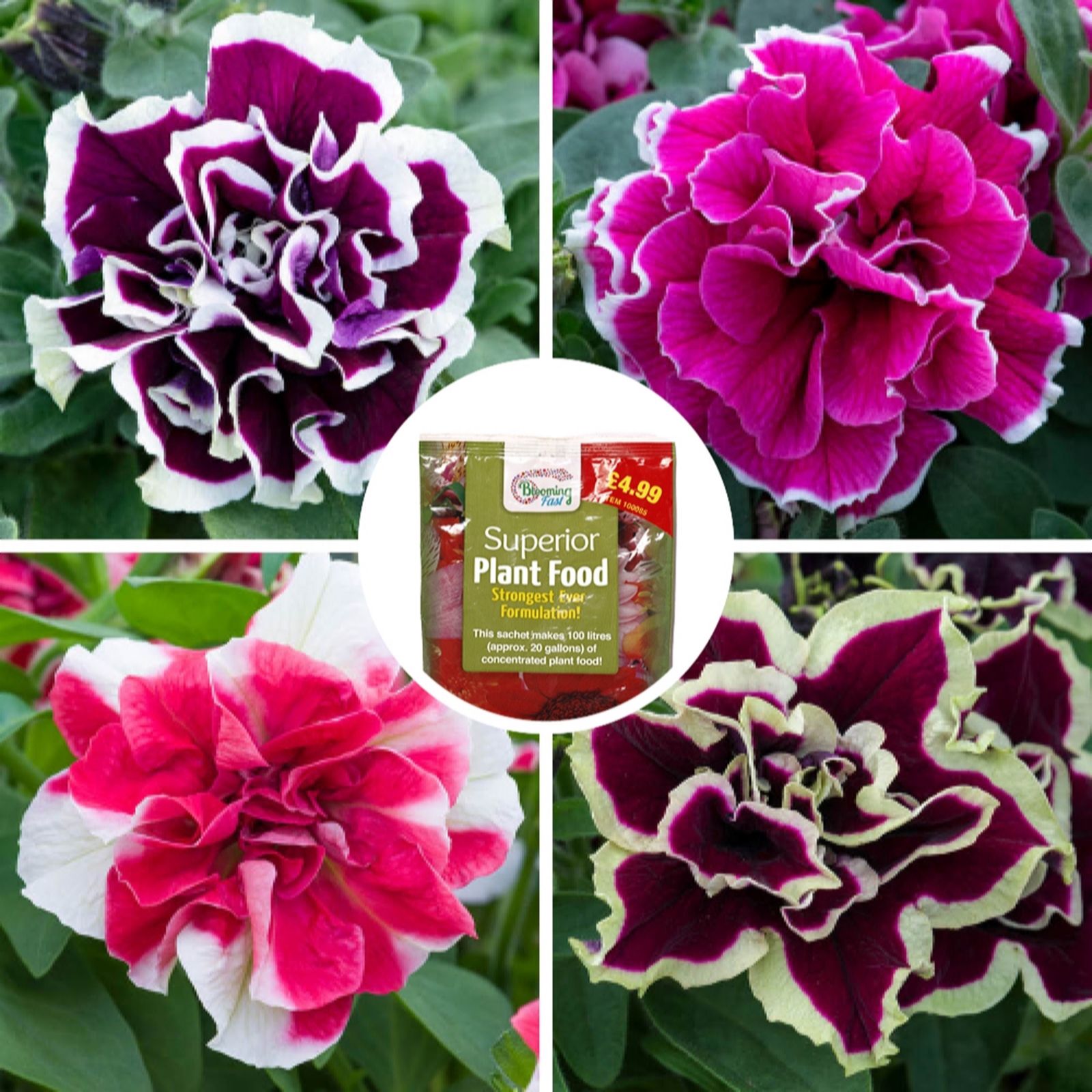 YouGarden Tumbelina 'Ruffles' Plug Plant Collection x 12