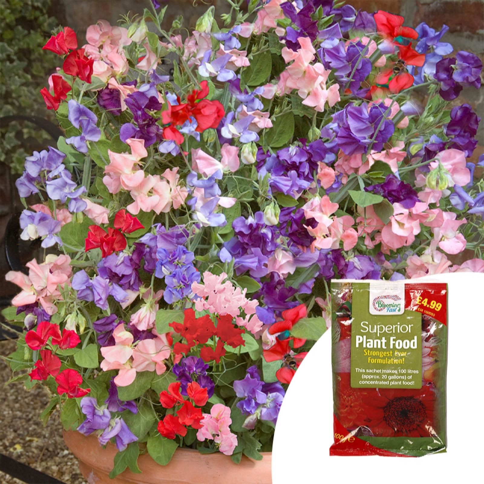 Sweet Pea 'Patio Perfect' Garden Ready Plants x20 & 100g Fertiliser