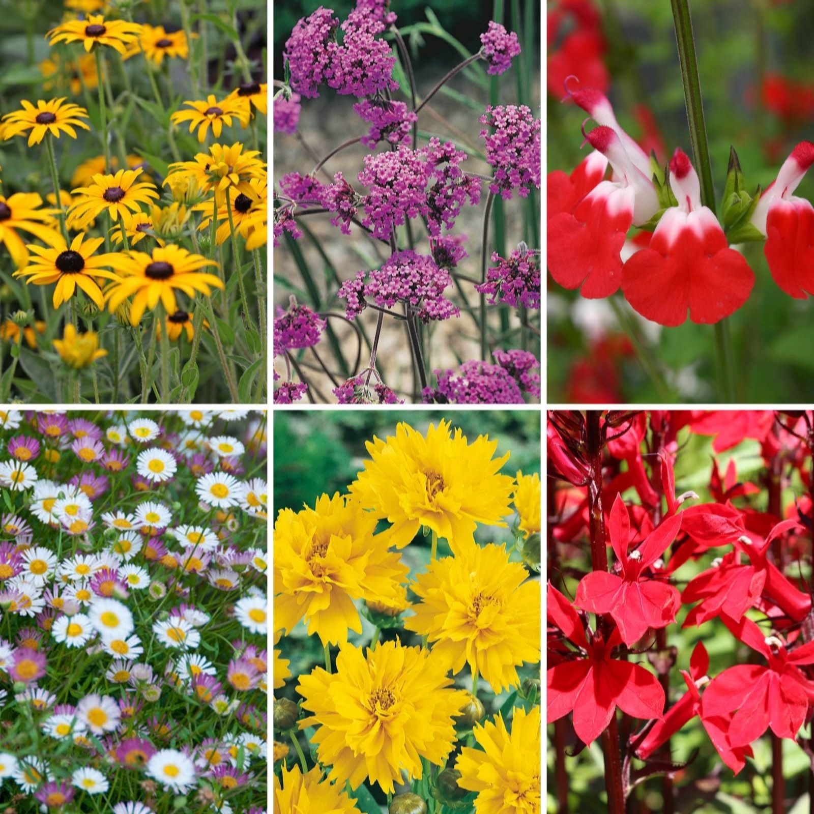 YouGarden Chelsea Favourites Perennial Collection