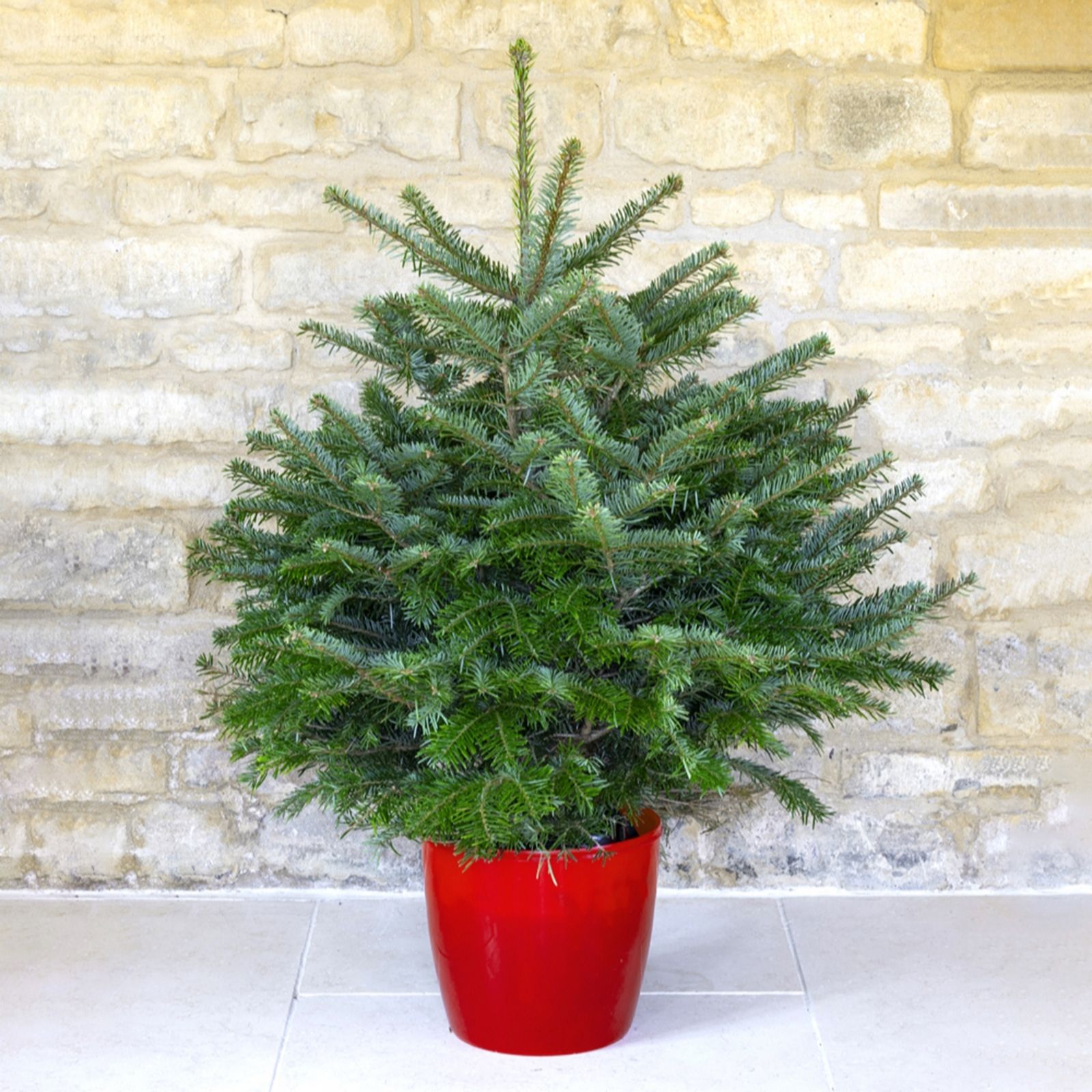 YouGarden Pot-Grown Nordmann Fir Christmas Tree