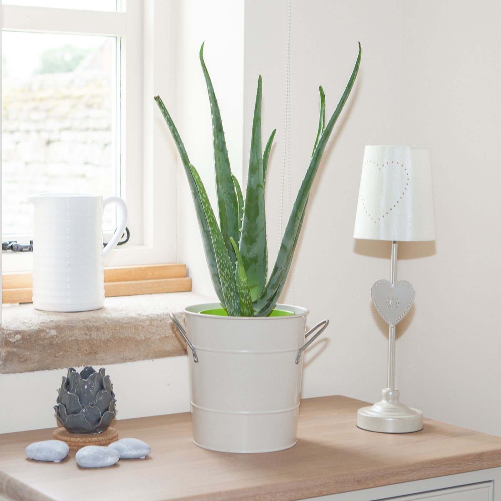 YouGarden Aloe vera in a 14cm pot