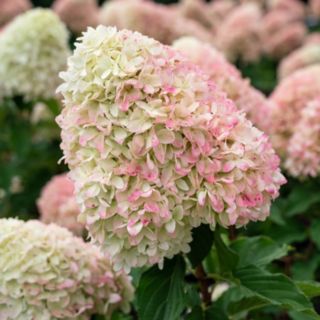 YouGarden Hydrangea 'Living Candy Love' in a 2L Pot