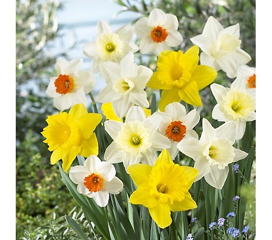 Precious Plants Trumpet Daffodils Bumper Sack 5kg x bulbs size 12/14cm
