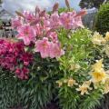 Richard Jackson's Freesia Scented Wow Flower Lilies 5x Bulbs