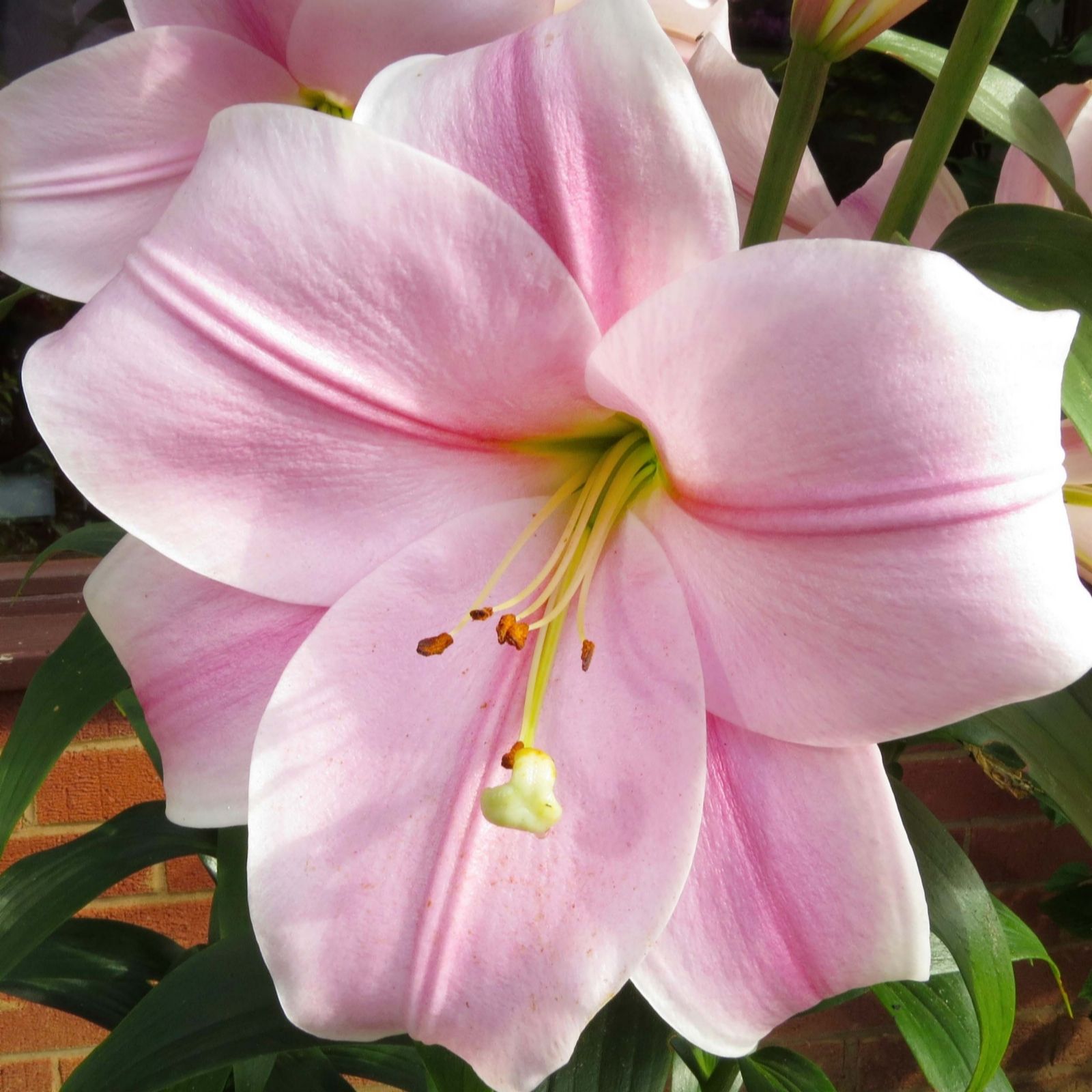 Richard Jackson's Freesia Scented Wow Flower Lilies 5x Bulbs QVC UK