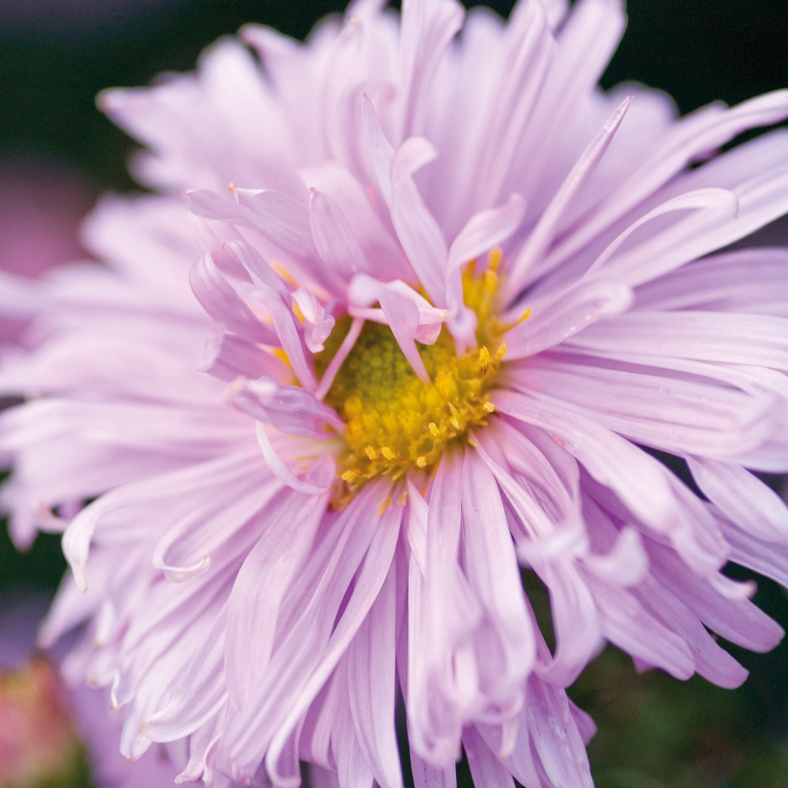 Hayloft Plants Autumn Flowering Aster trio 3x 9cm pot grown plants QVC UK
