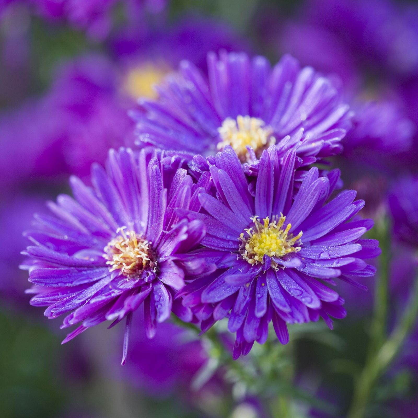 Hayloft Plants Autumn Flowering Aster trio 3x 9cm pot grown plants QVC UK