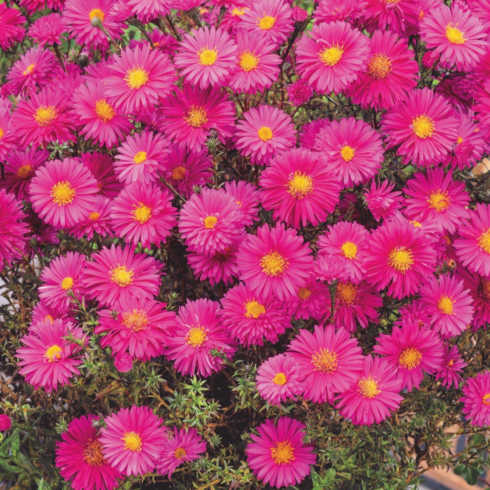 Hayloft Plants Autumn Flowering Aster trio 3x 9cm pot grown plants QVC UK