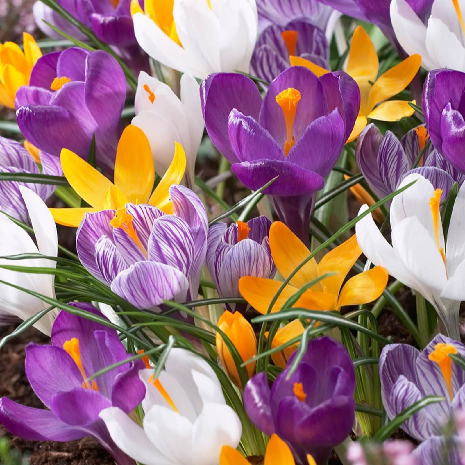 YouGarden Crocus Species Mixed x60 Bulbs