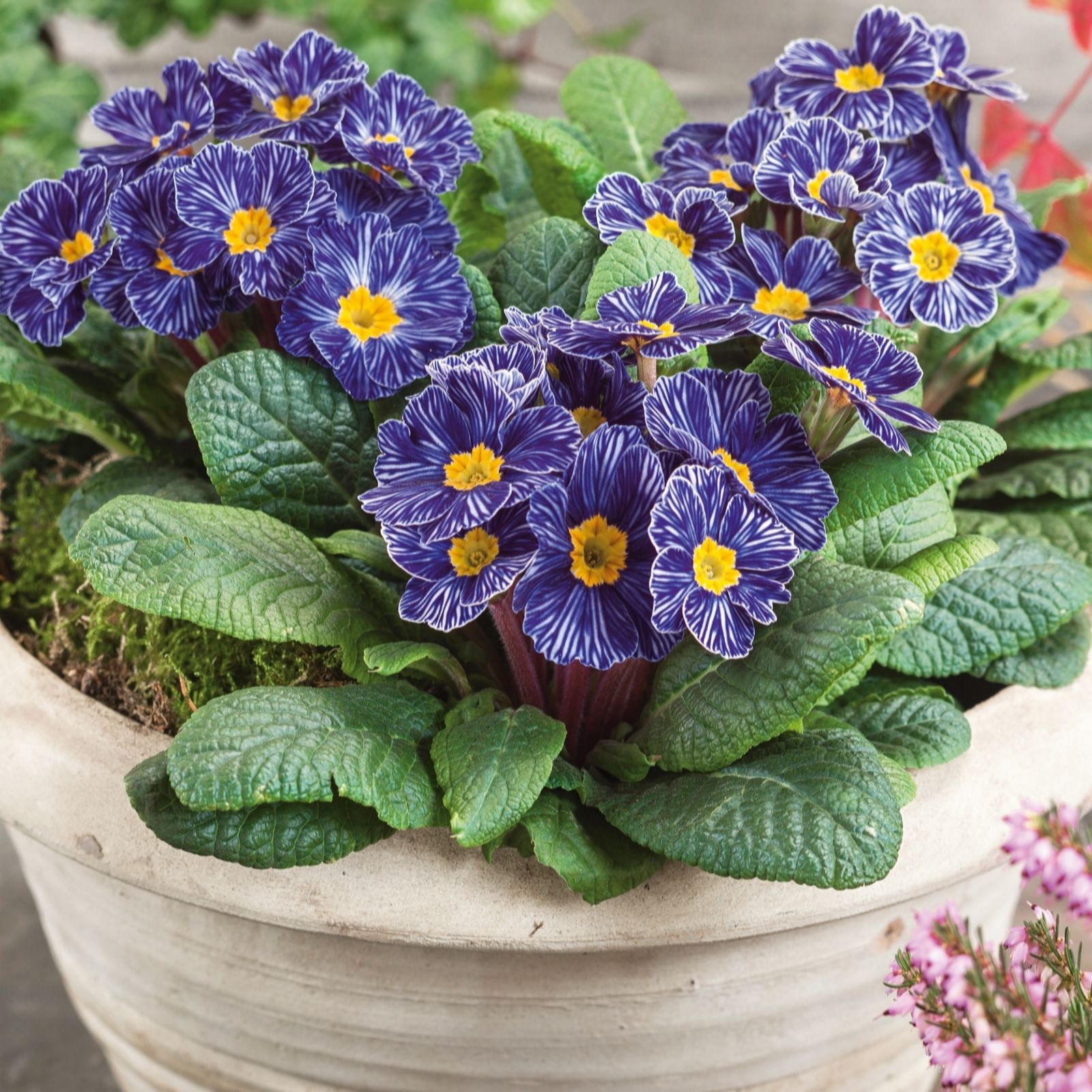 Plants2Gardens Primrose Charlie Delft Blue
