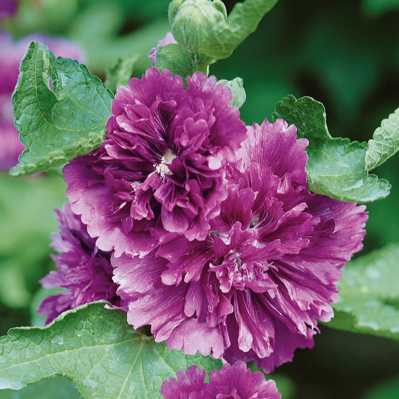 Plants2Gardens Hollyhock Chaters Double Collection 6 x 6cm