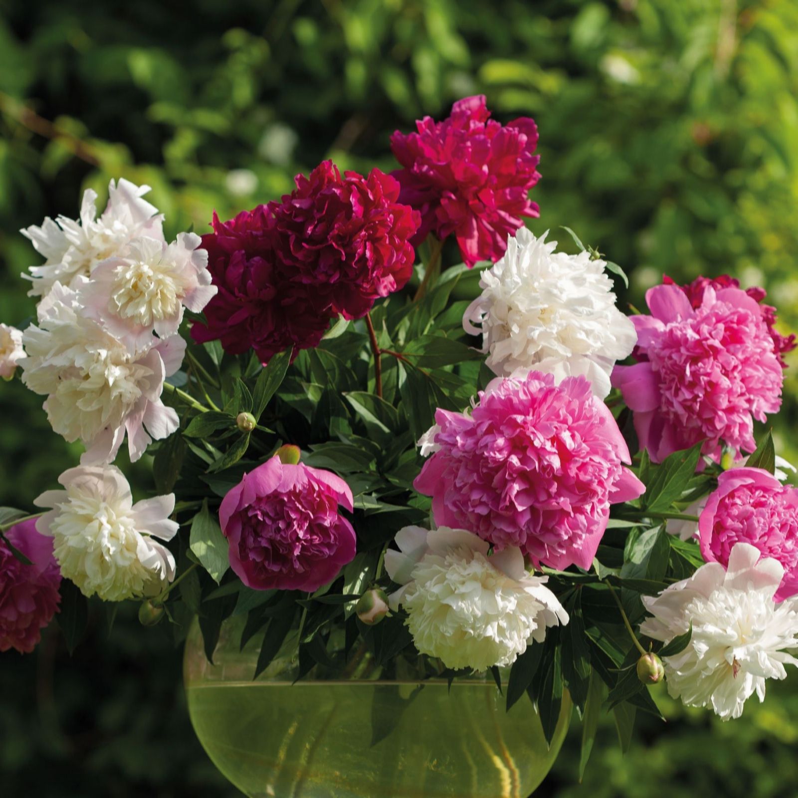 Thompson & Morgan Peony Collection Three Bare Roots