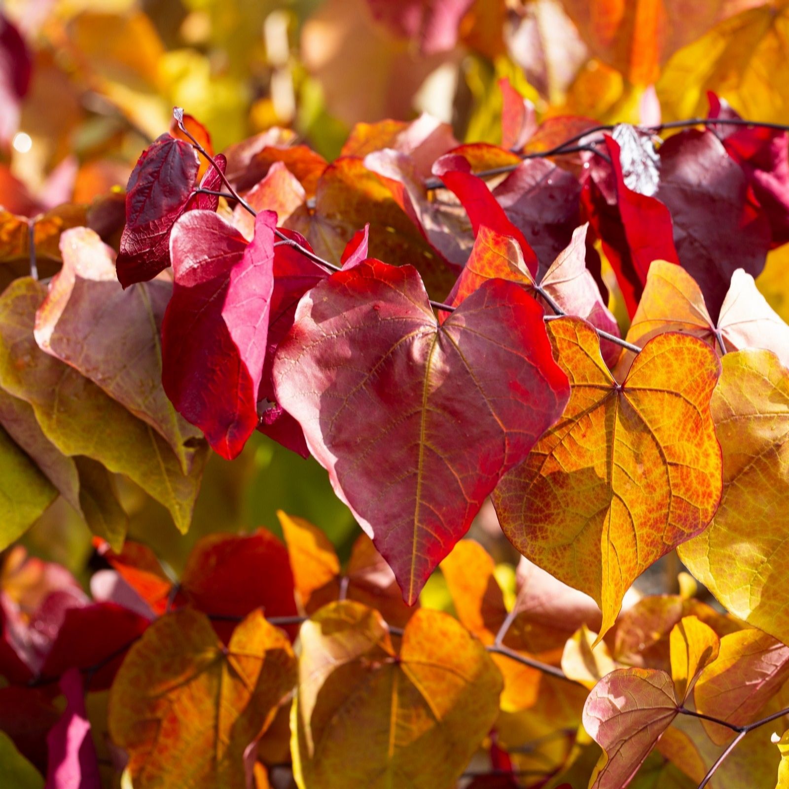Frank P Matthews Cercis Eternal Flame in 12 Litre Container