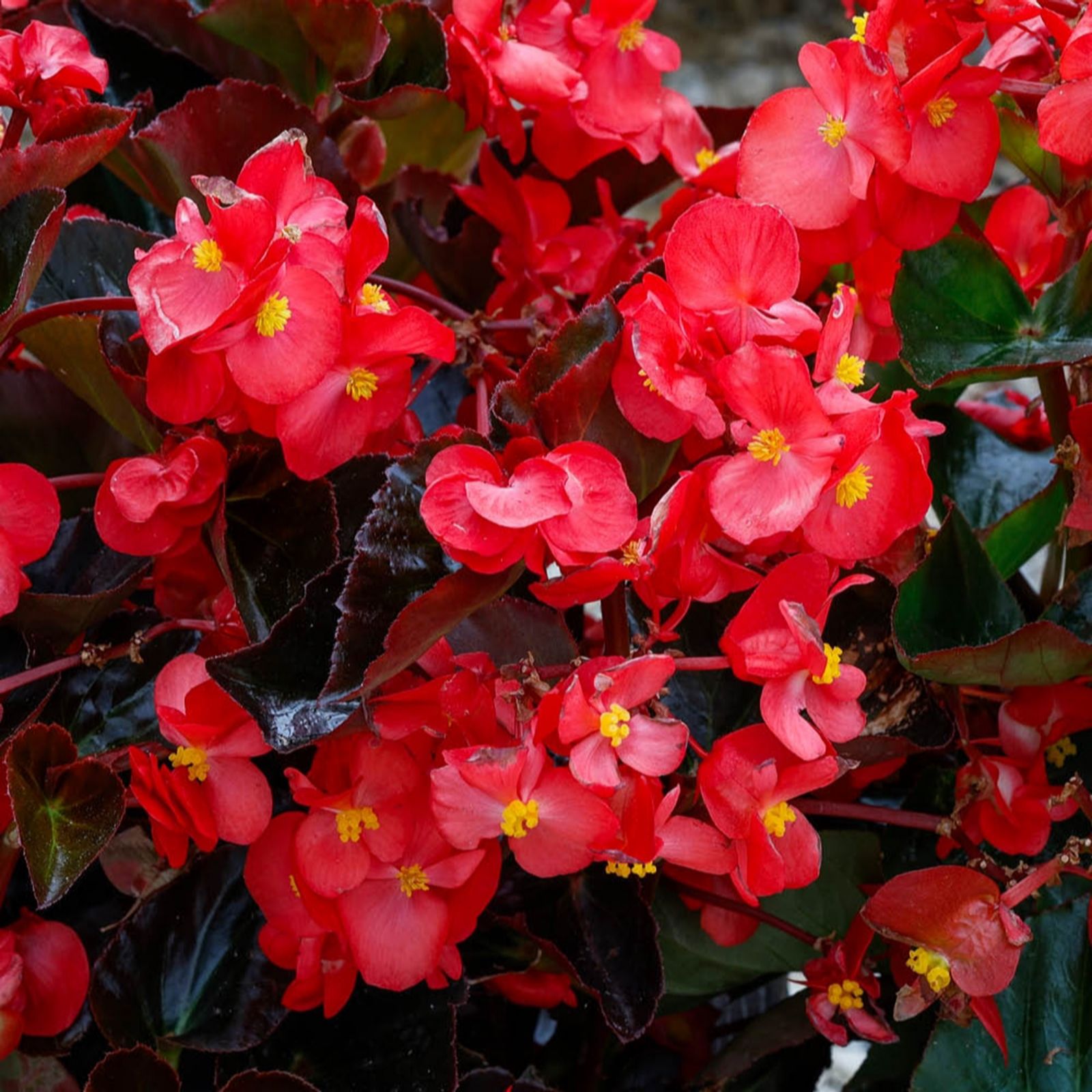 YouGarden Begonia 'Megawatt' plug plants x12 & 100g Fertiliser