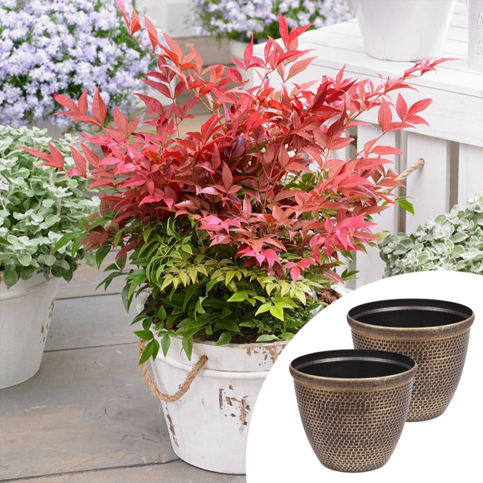 YouGarden Pair of Nandina in 2L Pots & Cromarty Planters