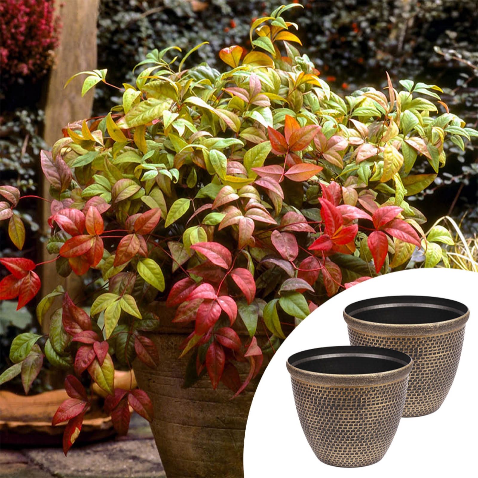 YouGarden Pair of Nandina in 2L Pots & Cromarty Planters