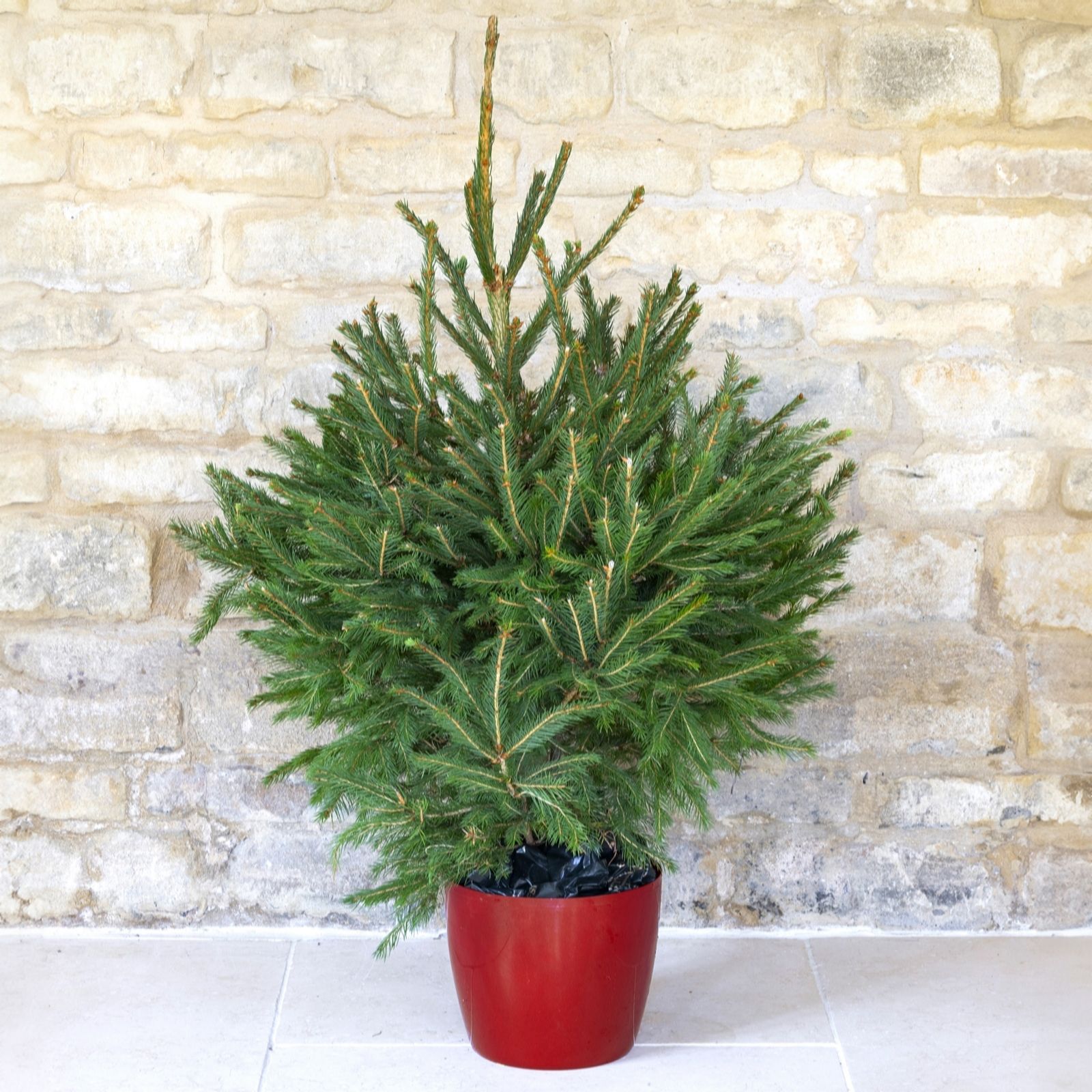 YouGarden Potted Norway Spruce Christmas Tree