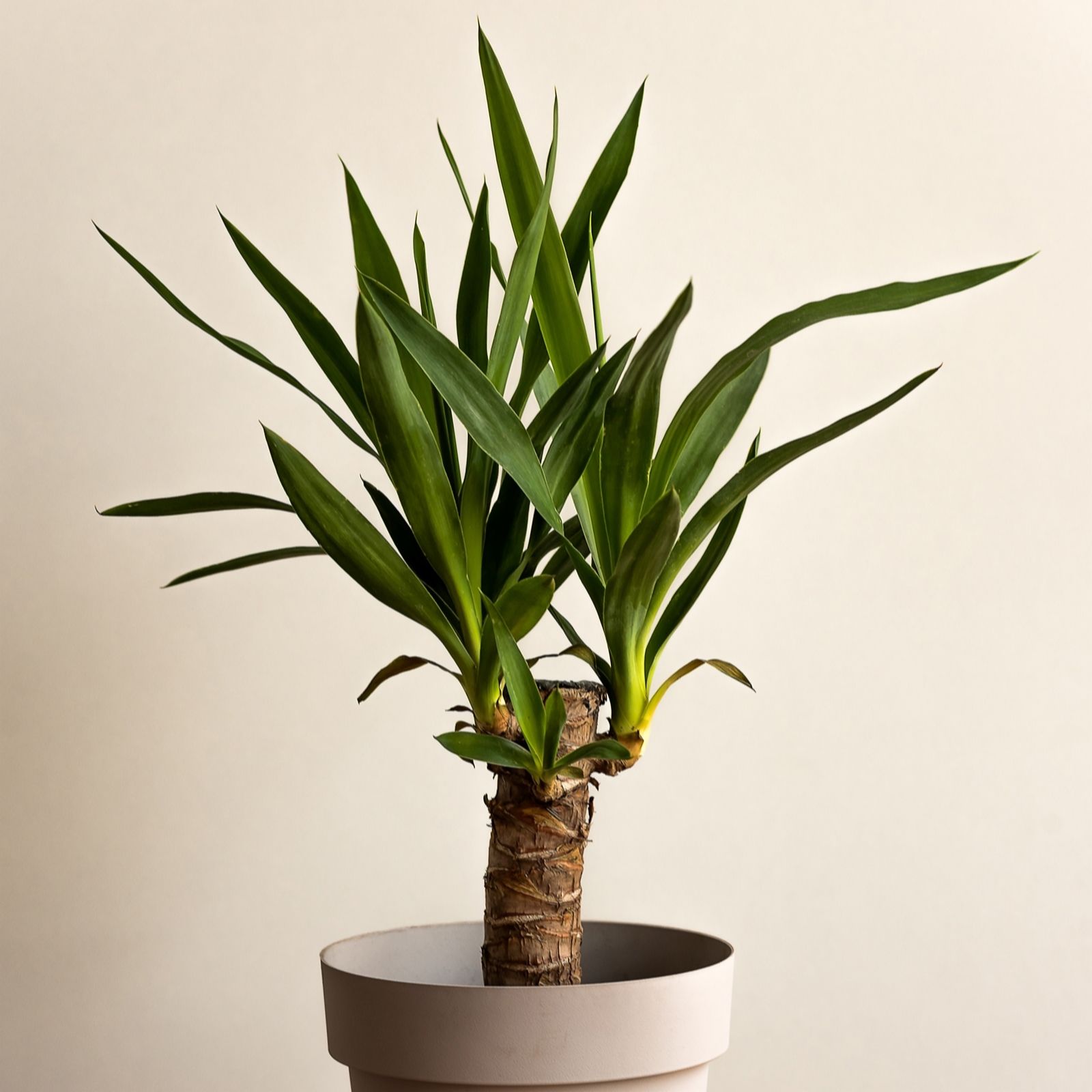 YouGarden Yucca single stem in a 11cm pot