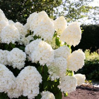 YouGarden Hydrangea 'Living Summer Snow' in a 2L pot