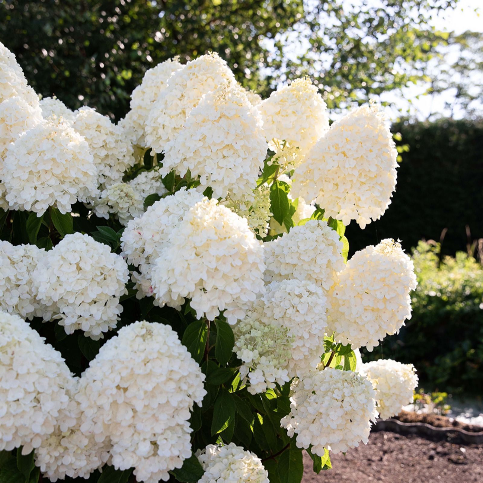 YouGarden Hydrangea 'Living Summer Snow' in a 2L pot