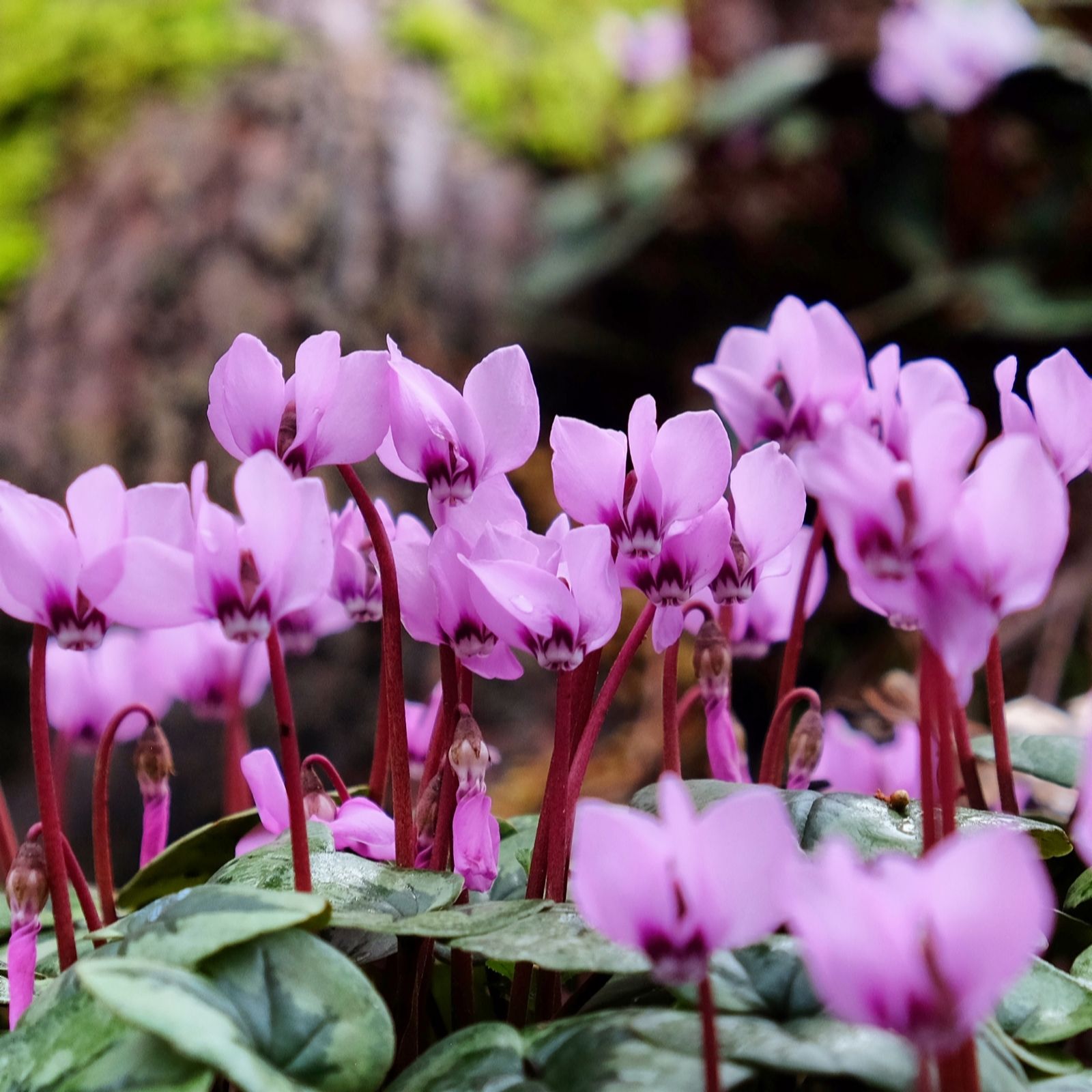 Hayloft Plants Autumn Flowering Hardy Cyclamen 3x 9cm ot grown plants