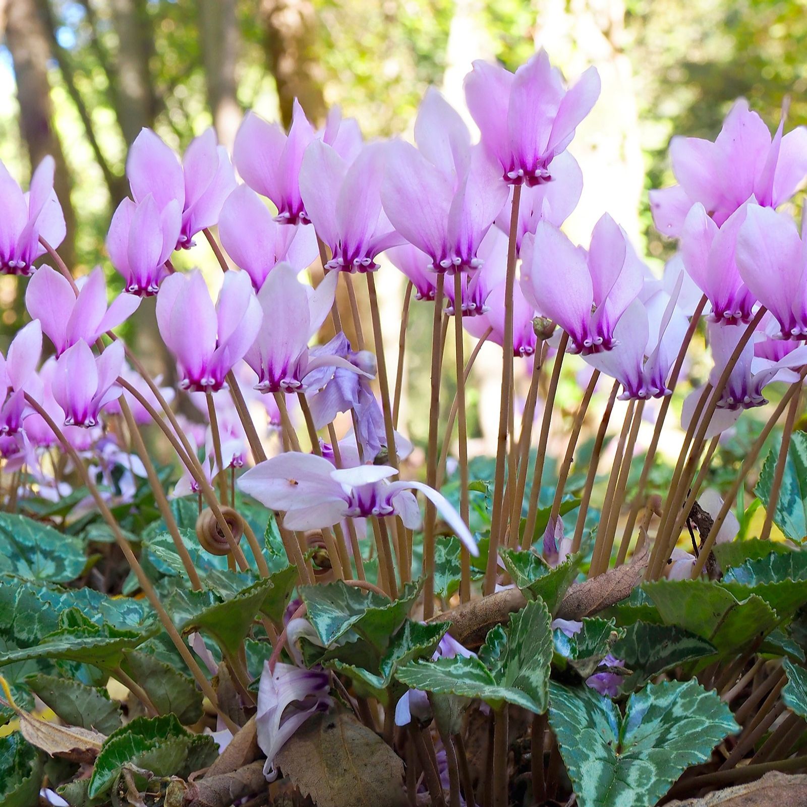 Hayloft Plants Autumn Flowering Hardy Cyclamen 3x 9cm ot grown plants