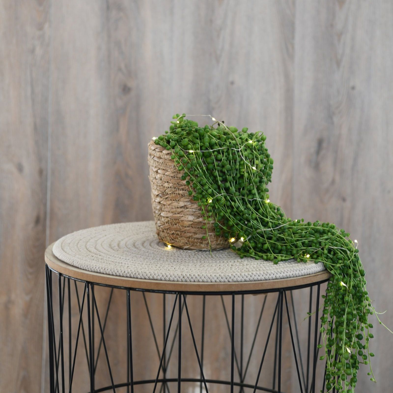 Thompson & Hanging Plant Collection 3 x Plants QVC UK