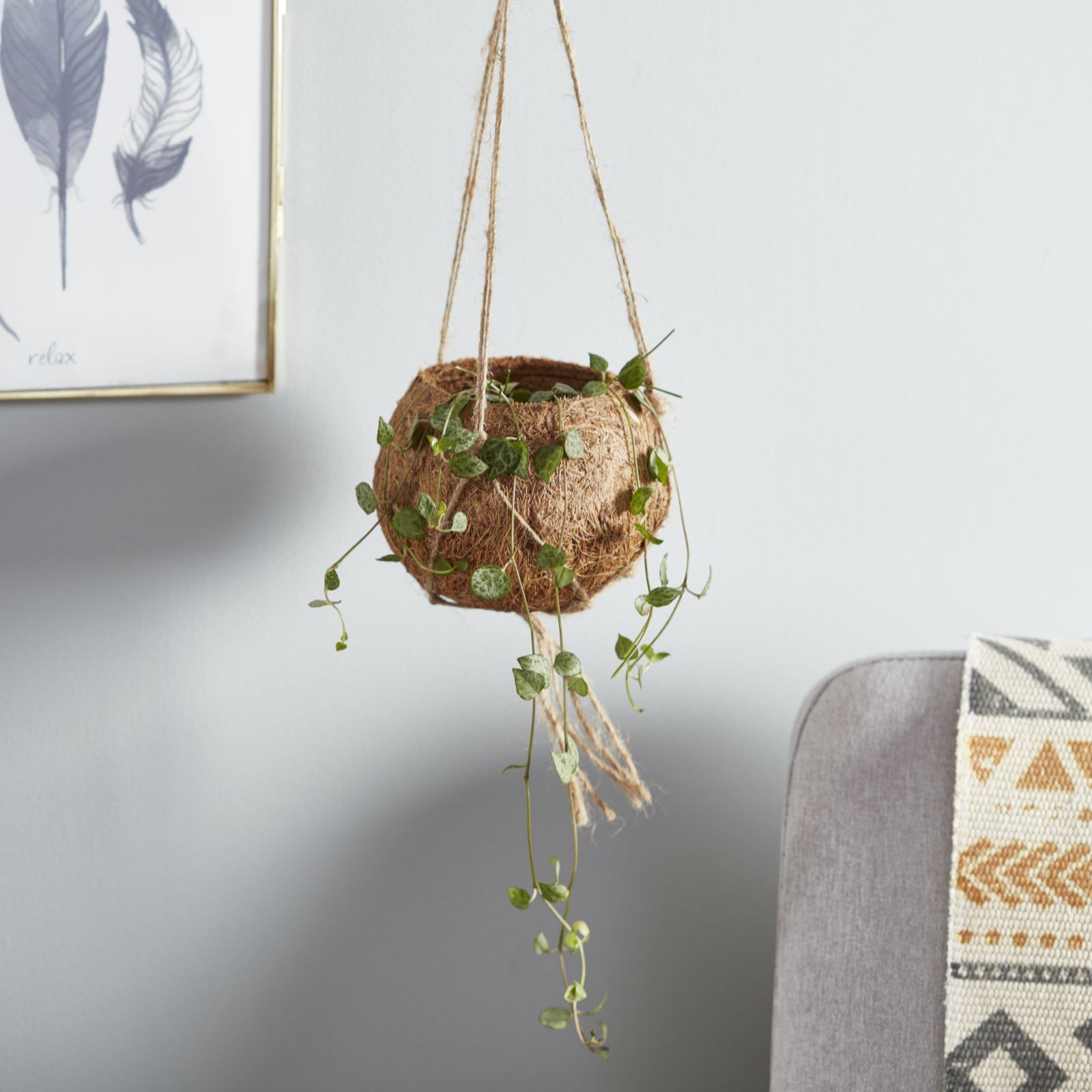 Thompson & Hanging Plant Collection 3 x Plants QVC UK