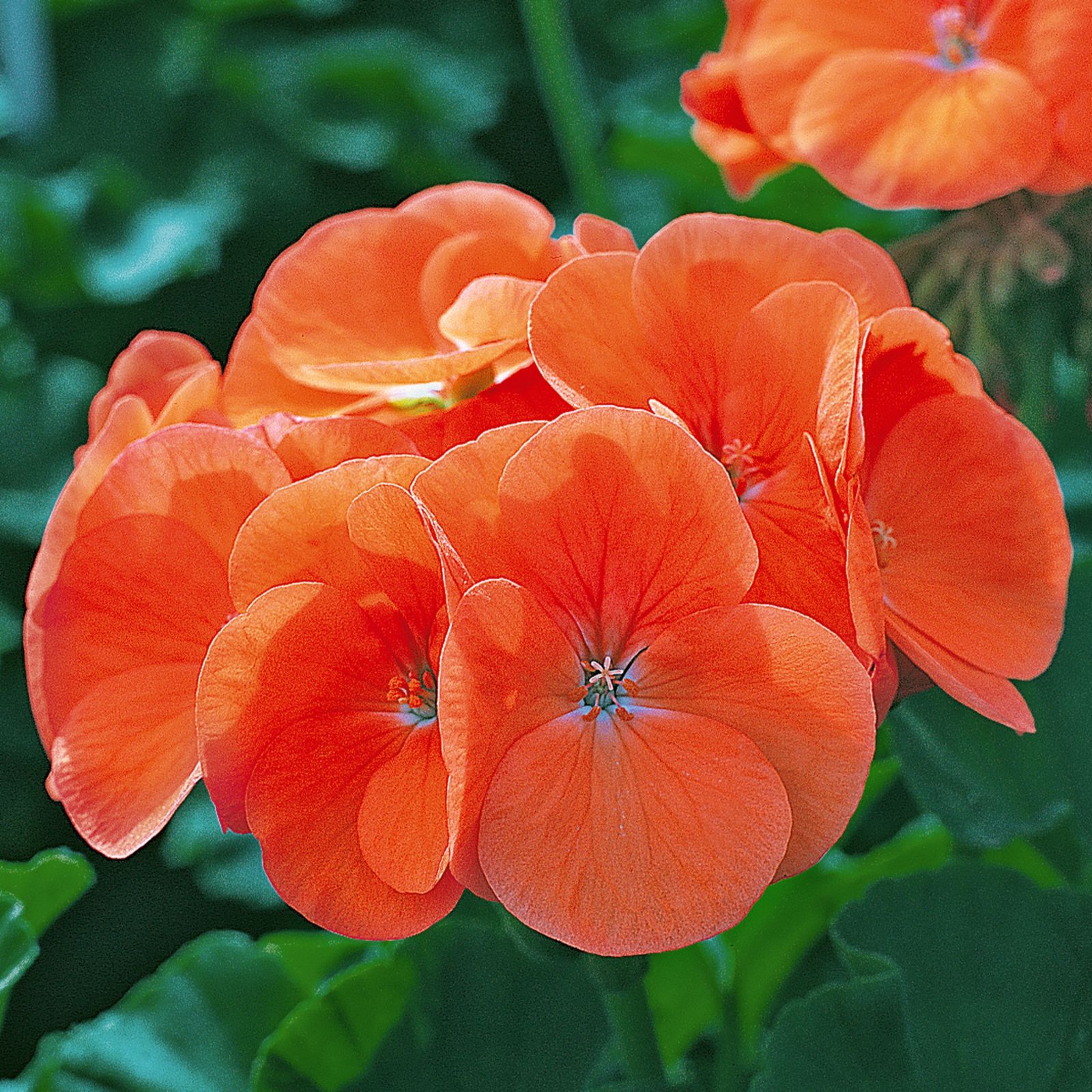 richard-jackson-s-garden-ready-summer-colour-geraniums-12-x-7cm-qvc-uk