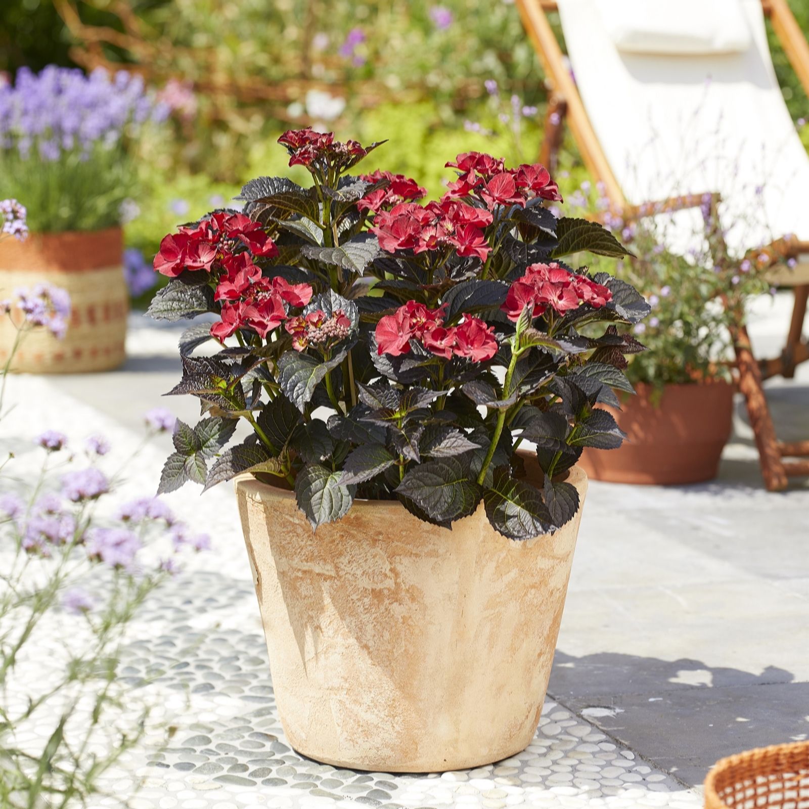 Plants2Gardens Hydrangea After Midnight 5ltr