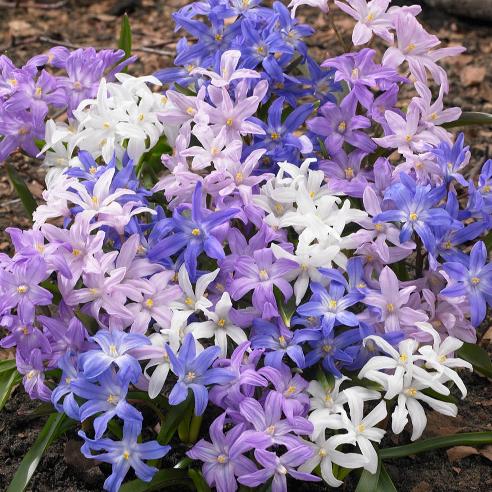 YouGarden Chionodoxa 'luciliae' x120 bulbs