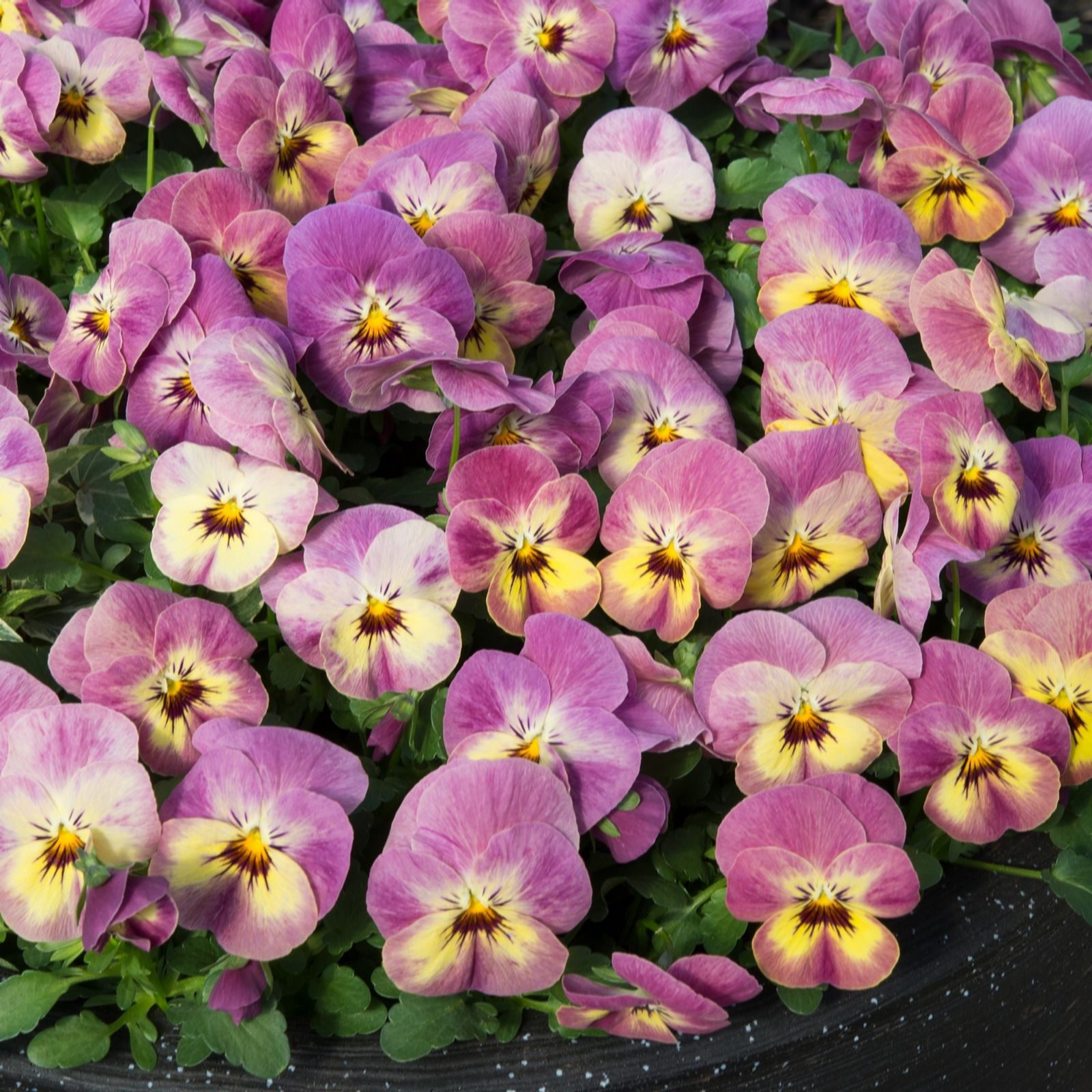 Plants2Gardens Viola Pinaepple Crush