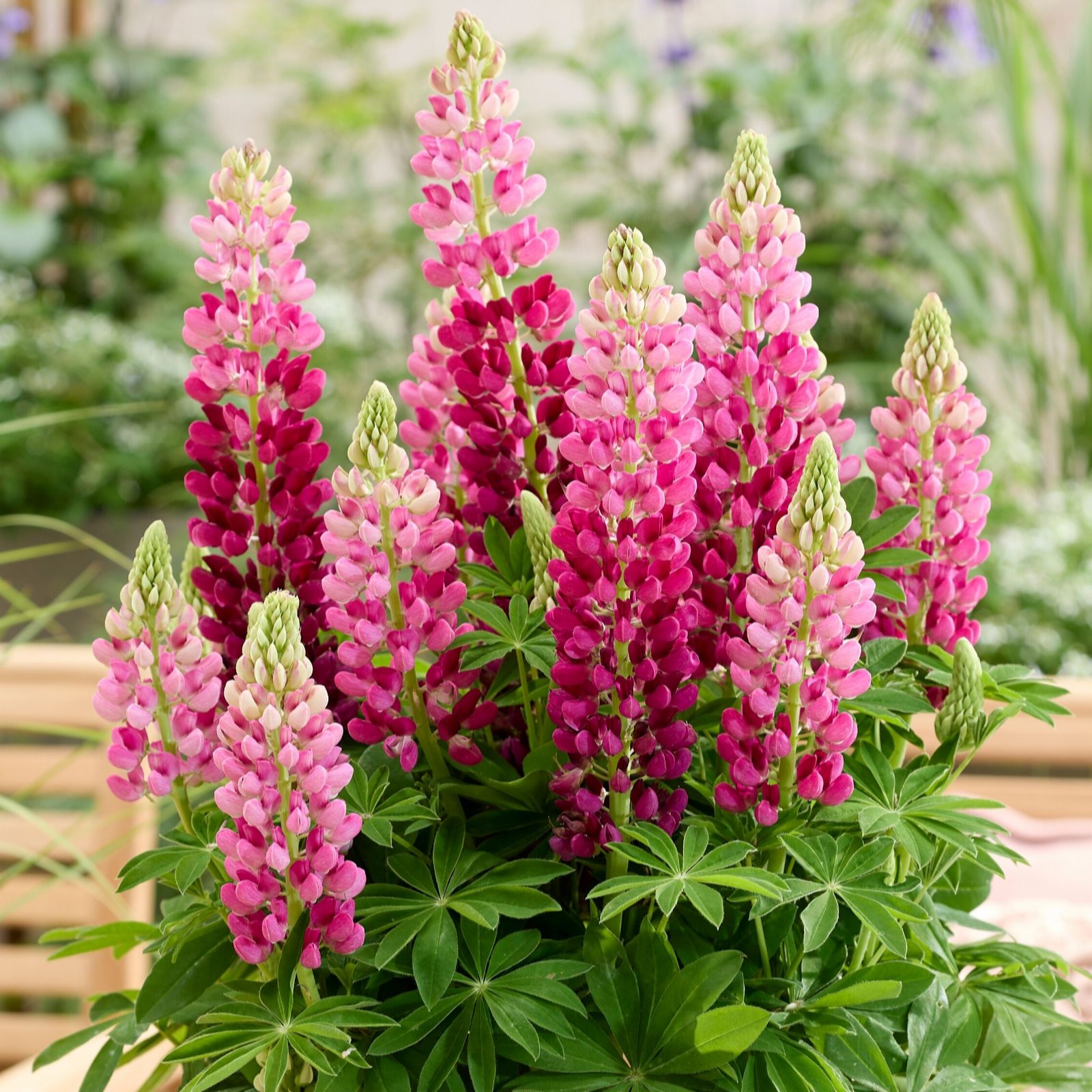 Richard Jackson Lupin Lupinova Cutie 2L Pot