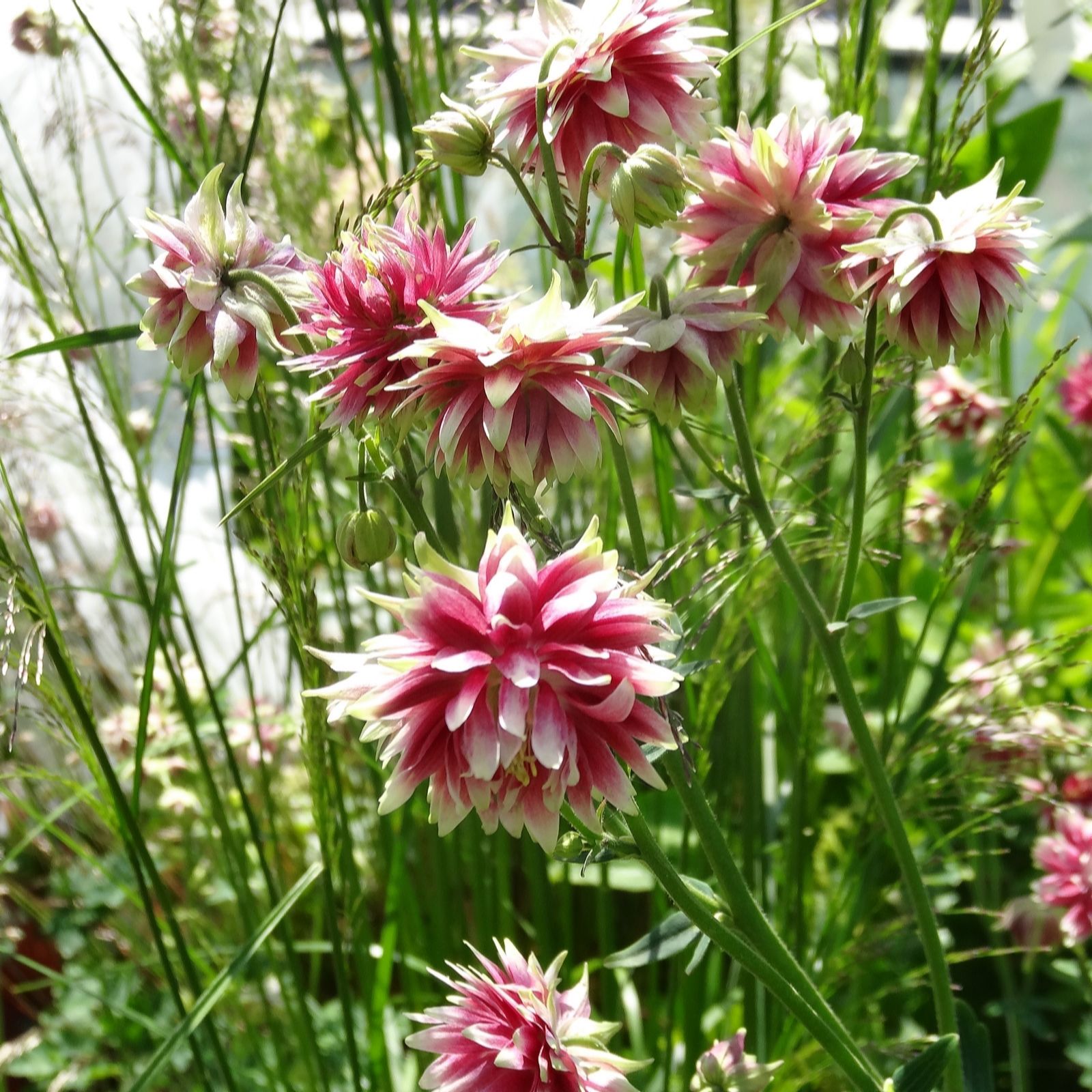 Plants2Gardens Aquilegia Barlow Collection 6 x 6cm
