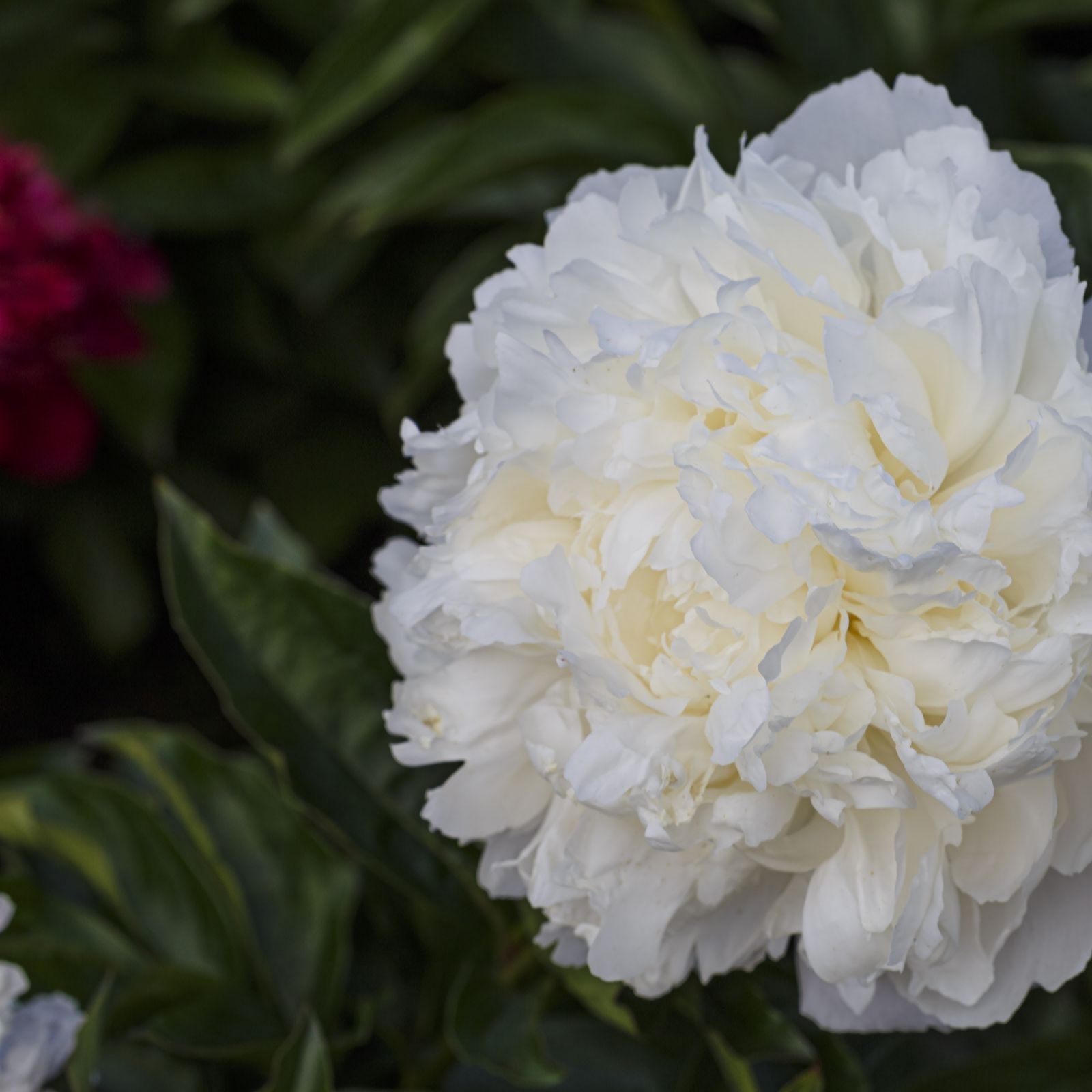 Thompson & Morgan Peony Sorbet Bouquet Mix Four Bare Roots