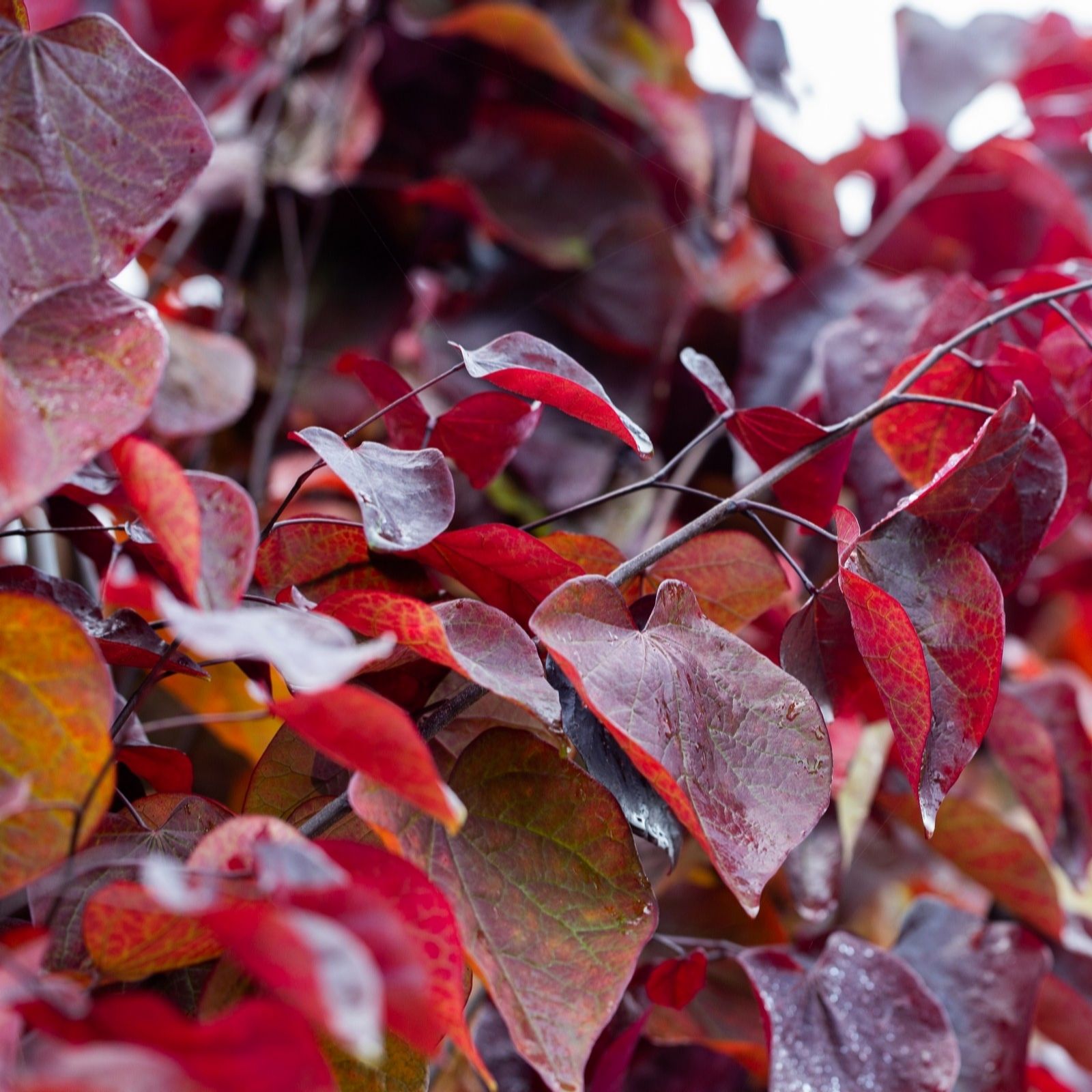 Frank P Matthews Cercis Forest Pansy in 12 Litre Container