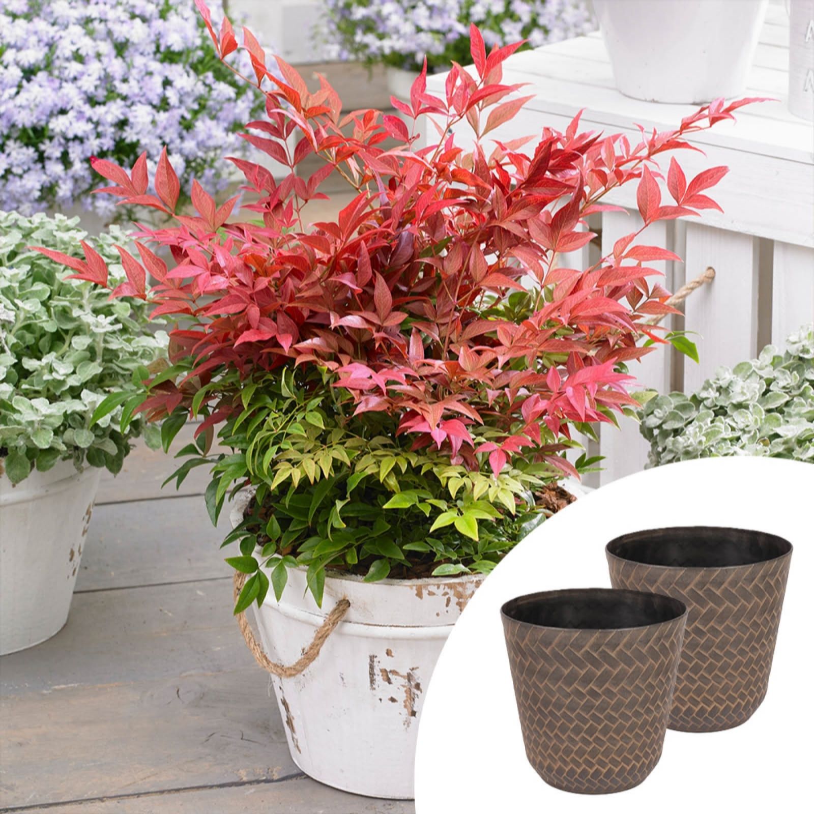 YouGarden Pair of Nandina in 2L Pots & Nantucket Planters