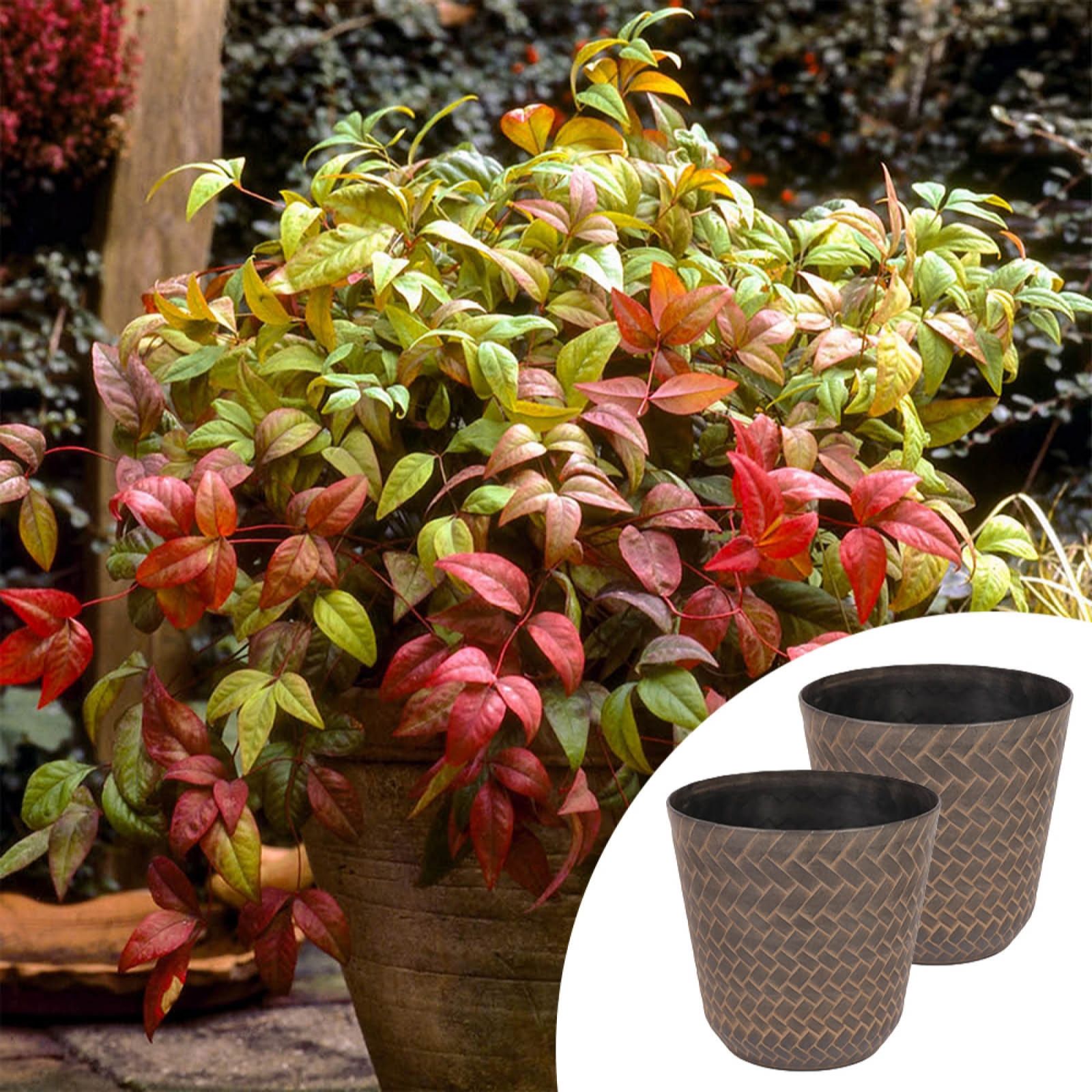 YouGarden Pair of Nandina in 2L Pots & Nantucket Planters