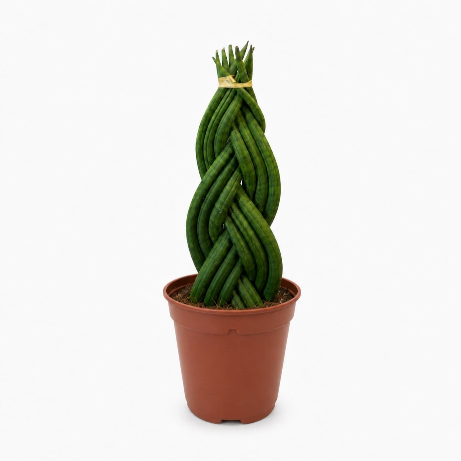 Oh So Floral Snake Braided 11cm Houseplant