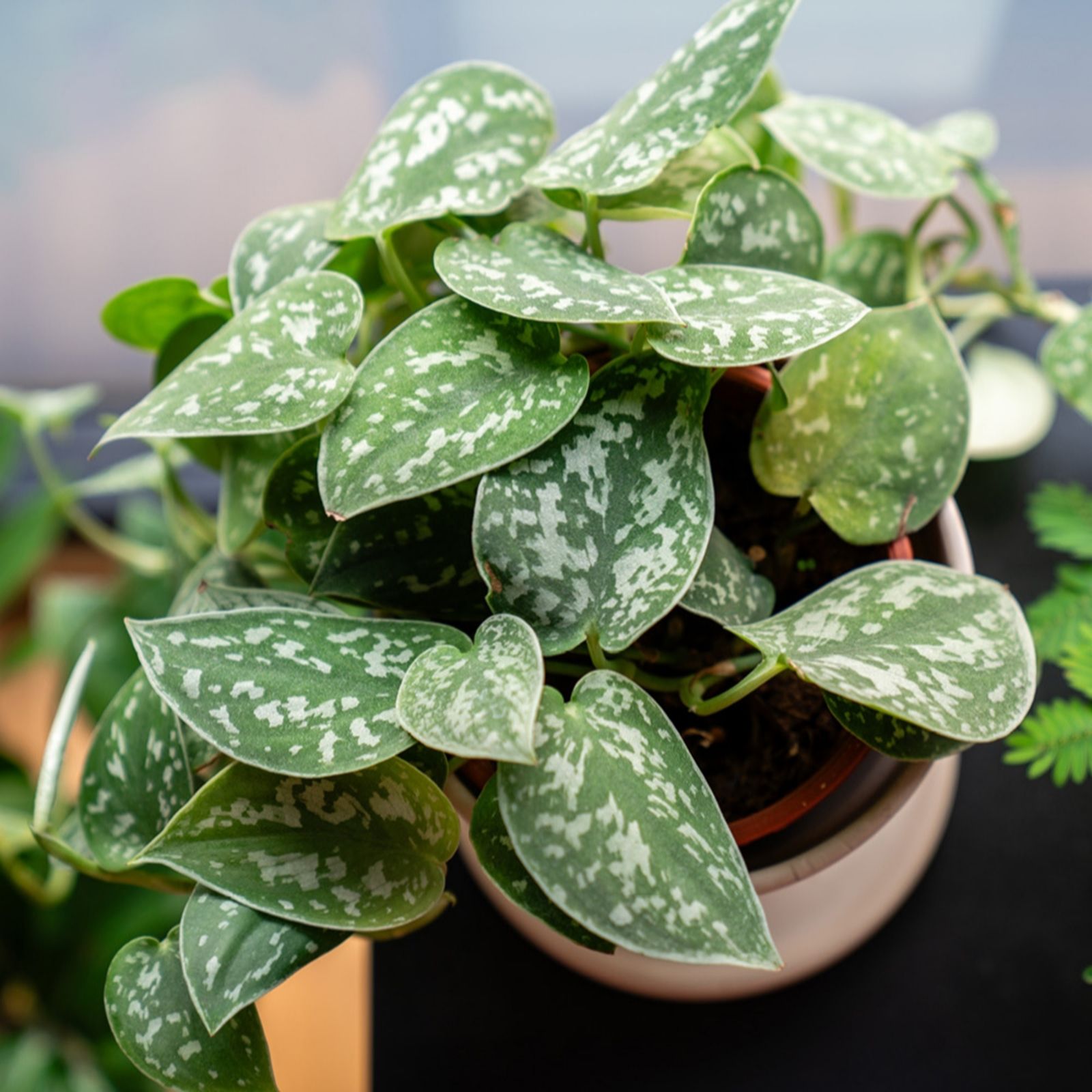 YouGarden Satin Pothos in a 12cm pot