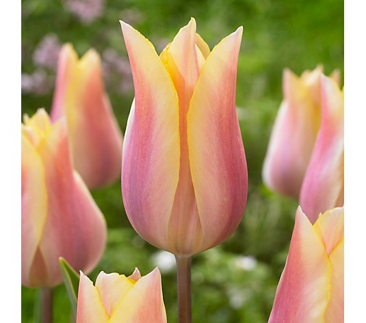 Richard Jackson's Tulip Royal Celebration 14x Bulbs
