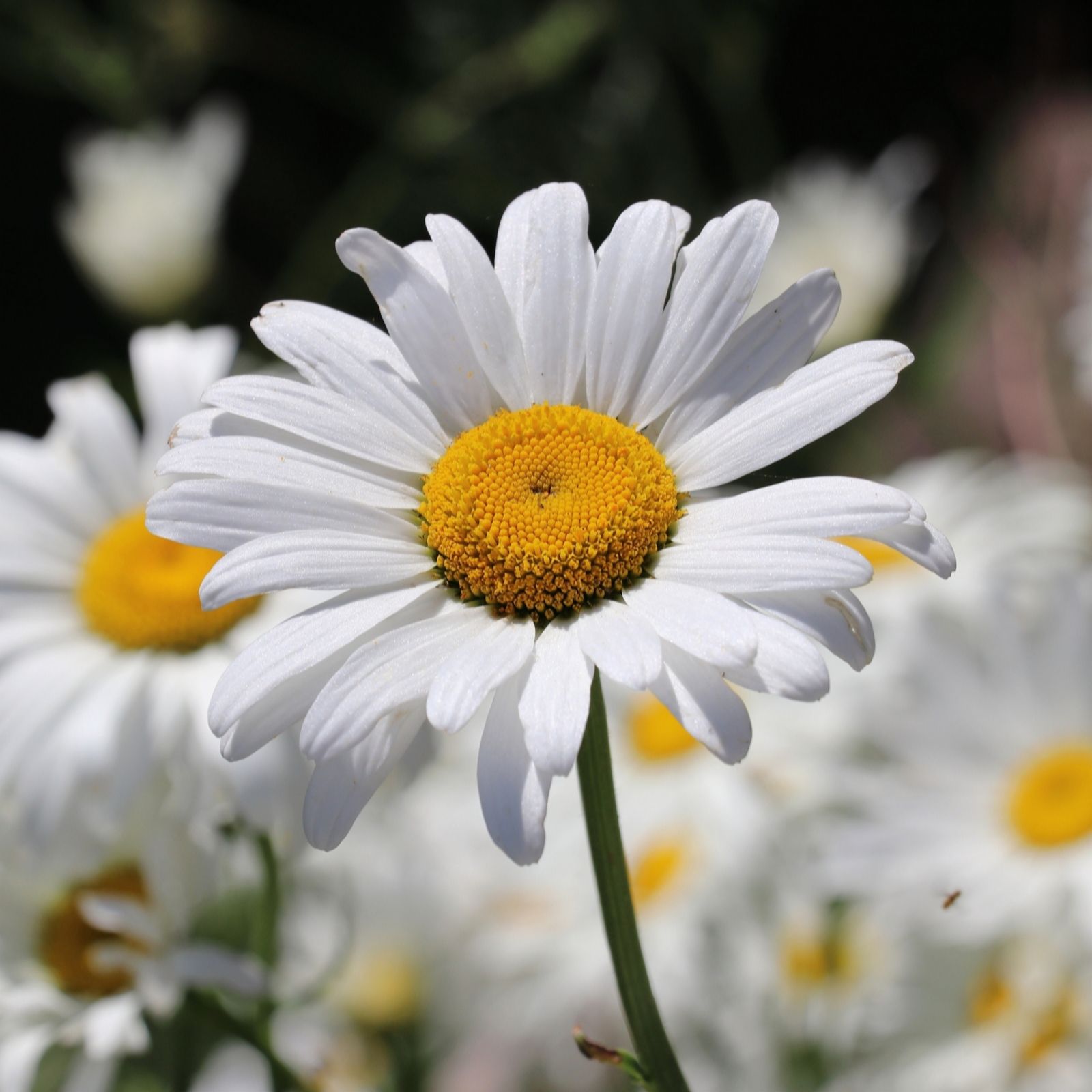 YouGarden Leucanthemum Super Silberprinzesschen 9cm x3