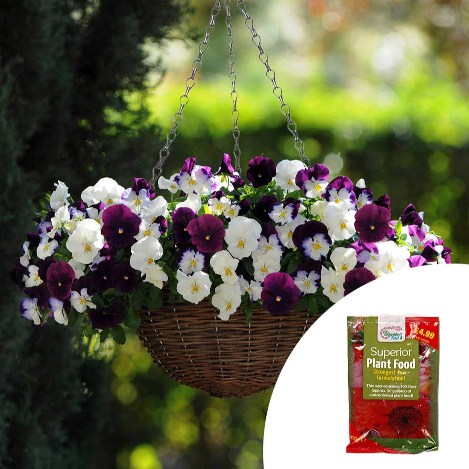 YouGarden 2 x Pre-Planted Pansy 35cm Rattan Hanging Baskets with Fertiliser