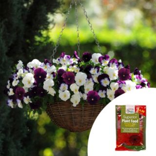 YouGarden 2 x Pre-Planted Pansy 35cm Rattan Hanging Baskets with Fertiliser