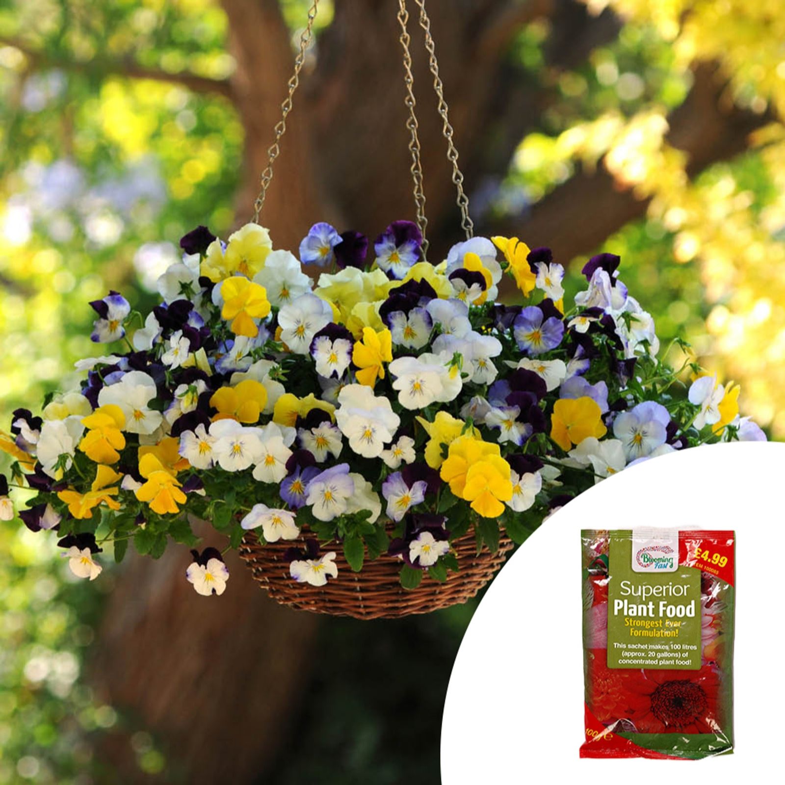 YouGarden 2 x Pre-Planted Pansy 35cm Rattan Hanging Baskets with Fertiliser