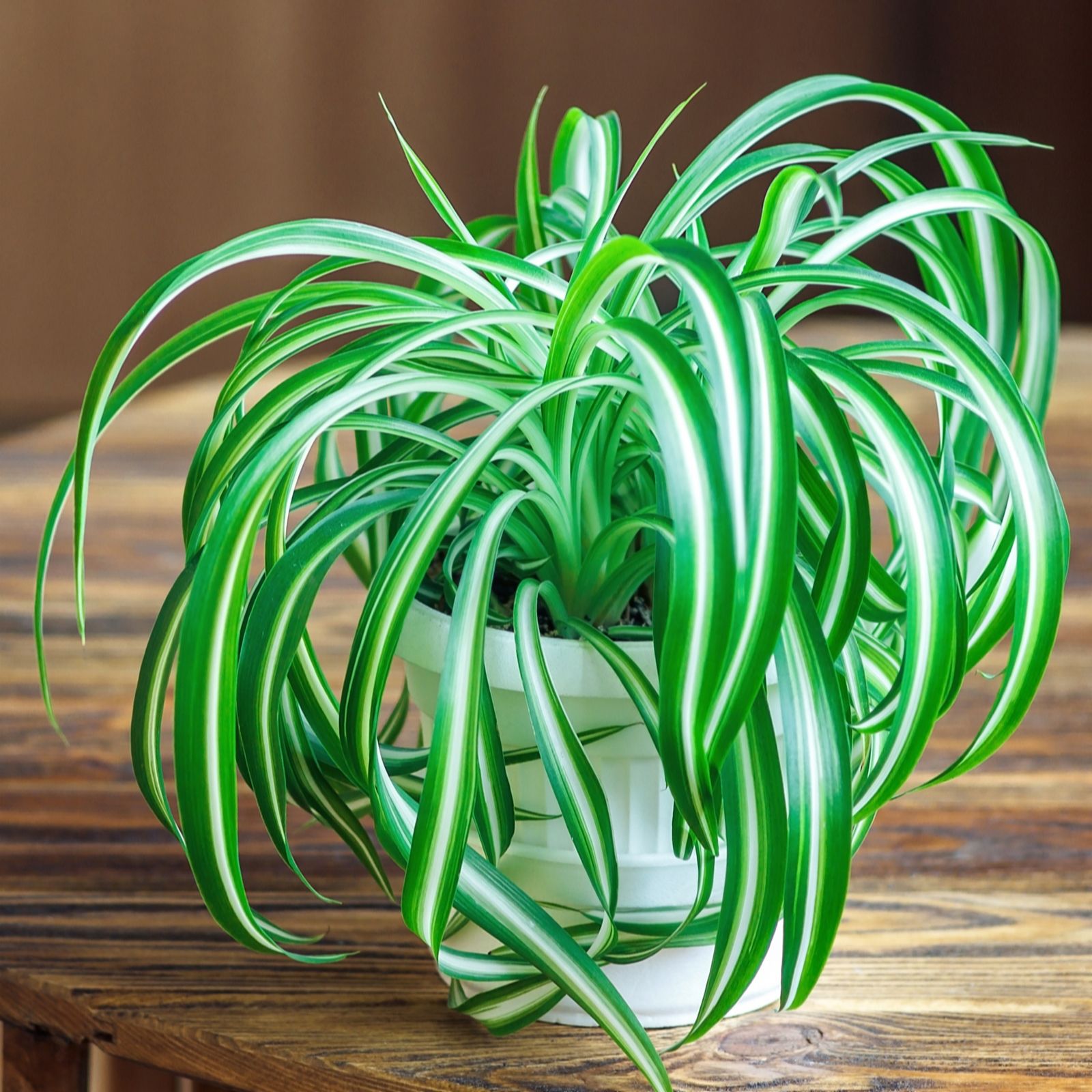 YouGarden Spider Plant Chlorophytum comosum variegated in a 12cm pot