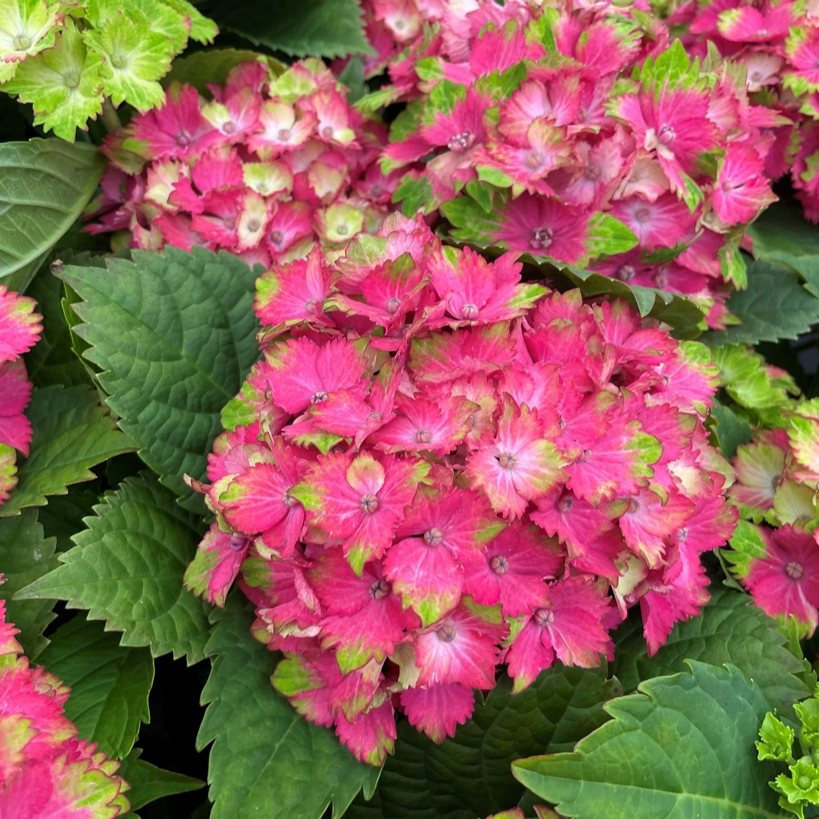 Plants2Gardens Hydrangea Wizard